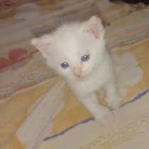 На продажу 3 белых котенка. Рождены 30.03.22, в Твери
