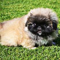 Пекинес, в Магнитогорске