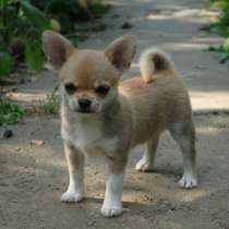 Чихуахуа Новый Уренгой, в Новом Уренгое