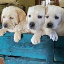 Щенки Лабрадора, в Нижнем Новгороде