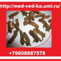 Сушеная медведка для лечения туберкулеза, в Владикавказе