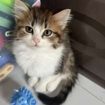 Шотландские котята, в Москве