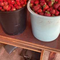 Клубника, в Елабуге