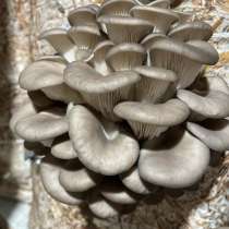 Грибы вешенки, в г.Иркутск