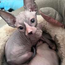 Канадский сфинкс котенок, в Сочи