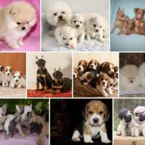 Питомник щенков Челны, в Набережных Челнах