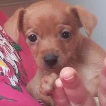 Той терьер щенки, в Москве