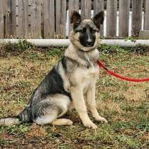 Красавица Лакки, метис овчарки, домашний щенок в добрые руки, в Москве