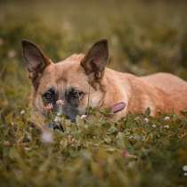 Чудесная молодая очень добрая собака Сандра в дар, в Москве