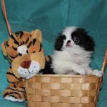 Мальчика яп.хина-РКФ,полн. привитого из лучшего питом.продаю, в Санкт-Петербурге