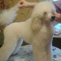 ПРОДАЮТСЯ МАЛЫЕ БЕЛЫЕ ПОРОДНЫЕ МАЛЬЧИКИ, в Санкт-Петербурге