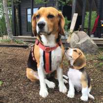 Бигль Благовещенске, в Благовещенске