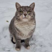 Серебристый красавец кот Освальд в добрые руки, в г.Москва