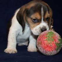 Щенки Бигля Триколор, в Хабаровске