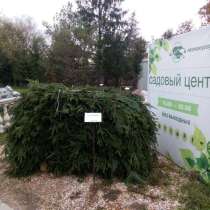 Еловый лапник для укрытия растений на зиму, в Одинцово