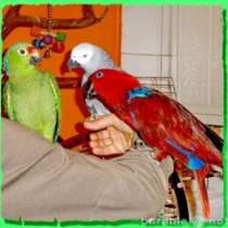 Чудные - Элитные попугаи из Питомника. Москва, в Москве