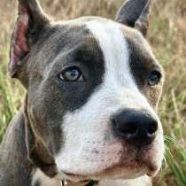 Американский Стаффордширский терьер, в г.Минск