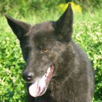 Отдам даром Красавчик Перчик, в Санкт-Петербурге