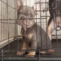 Французский бульдог, в Новороссийске