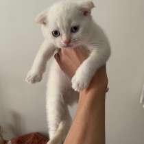 Шотландские вислоухие котята, в г.Прага