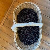 Черноплодная рябина, в Санкт-Петербурге