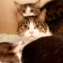 Сколько испытаний пережила кошечка Масяня, в Москве