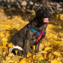 Черничка, крошка весом 5 кг. Спинальница. Ищет дом!, в Москве