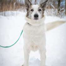 Умка ищет дом, в Санкт-Петербурге