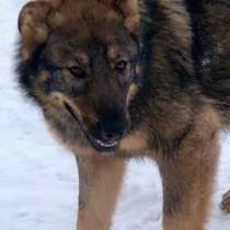 Синди - собака с окрасом волка и добрым характером в дар!, в г.Москва