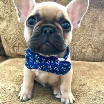 Французский бульдог Геленджике, в Геленджике