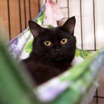 Прекрасная Кора ищет своего человека, в Москве