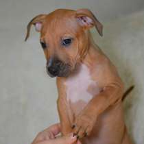 Щенки американского питбультерьера, в Санкт-Петербурге