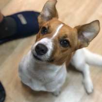 Продаётся Джек Рассел терьер девочка, в Москве