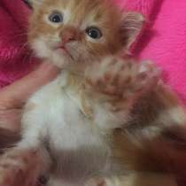 Котёнок Каспий, в Волгодонске