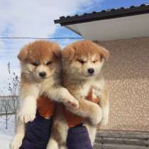 Щенки Акита Ину, в Москве