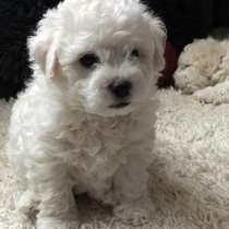 Бишон ФРизе ЩЕНОЧКИ, в Екатеринбурге