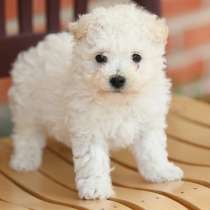 Бишон фризе Сургут, в Сургуте