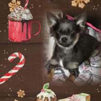Чихуахуа в продаже, пишите на Whatsapp, в Казани
