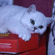 Серебристые котята, в Москве