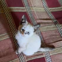 Чистокровный тайский котёнок, 2 месяца, девочка, в г.Луганск