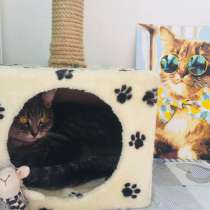 Домашняя передержка животных коты/кошки, в Краснодаре