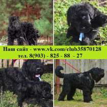 Малышей чёрного терьера продаю, в Омске