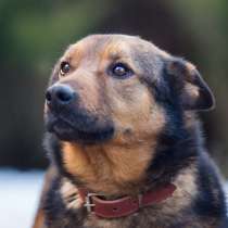 Рекс - самый умный и самый душевный пес в дар, в г.Москва