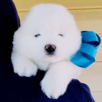 Белоснежные Ми-Ми мишки самоедики)!, в Липецке