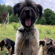 Собака (мальчик) в добрые руки; Щенок ищет дом;, в Москве