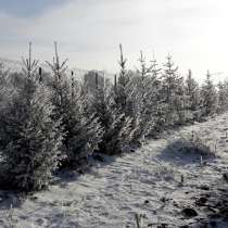 Ель обыкновенная- саженцы и крупномерные деревья, в Красноярске