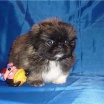 Пекинес Ростов на Дону, в Ростове-на-Дону