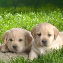 Лабрадор Владикавказ, в Владикавказе