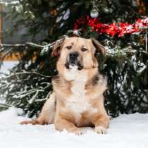 Дынечка - плюшвый мишка в добрые руки!, в Москве