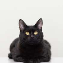 Роскошный черный, как смоль, кот Блэк в дар, в Москве